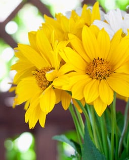 Up to 15% off summer flowers collection online delivery