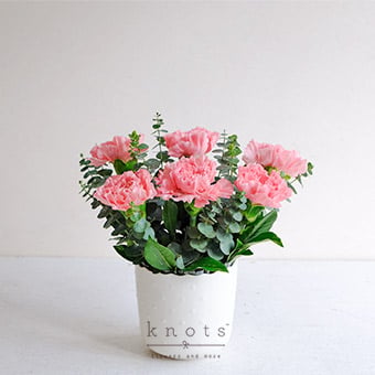 Tender Love & Care (Pink Carnations Arrangement)