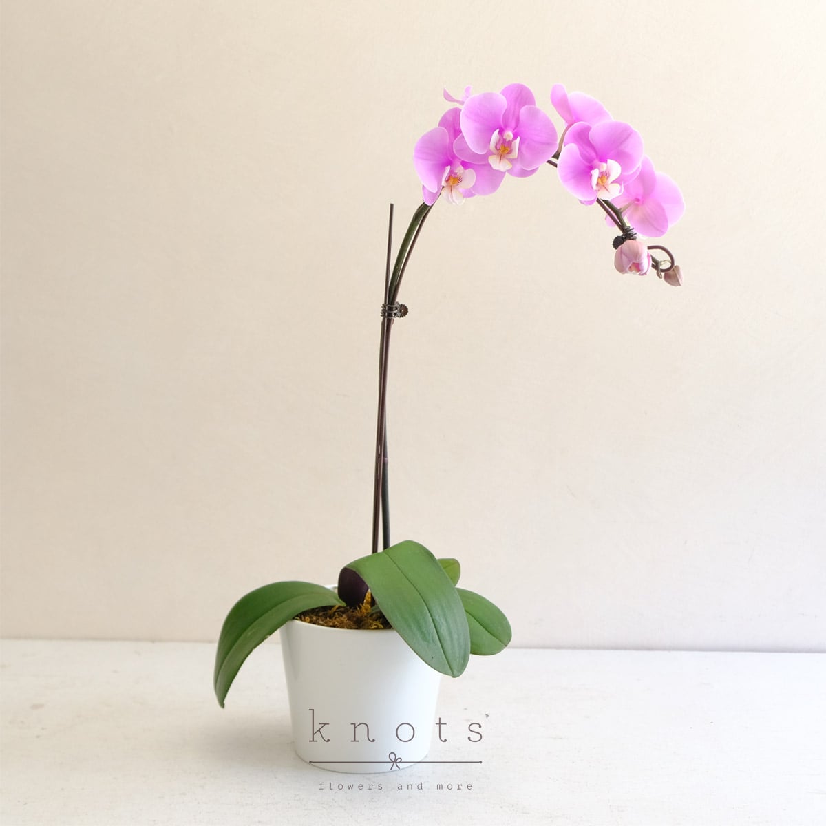 Pink Elegance (Phalaenopsis Orchid Arrangement)
