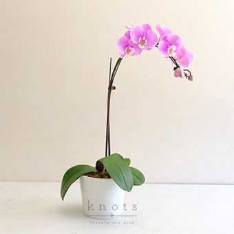 Pink Elegance (Phalaenopsis Orchid Arrangement)