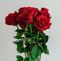 Ram’s Radiance (Red Roses Arrangement) | Knots.ph