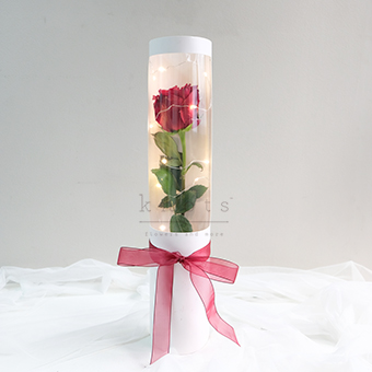Ecuadorian Rose in Box with fairy lights