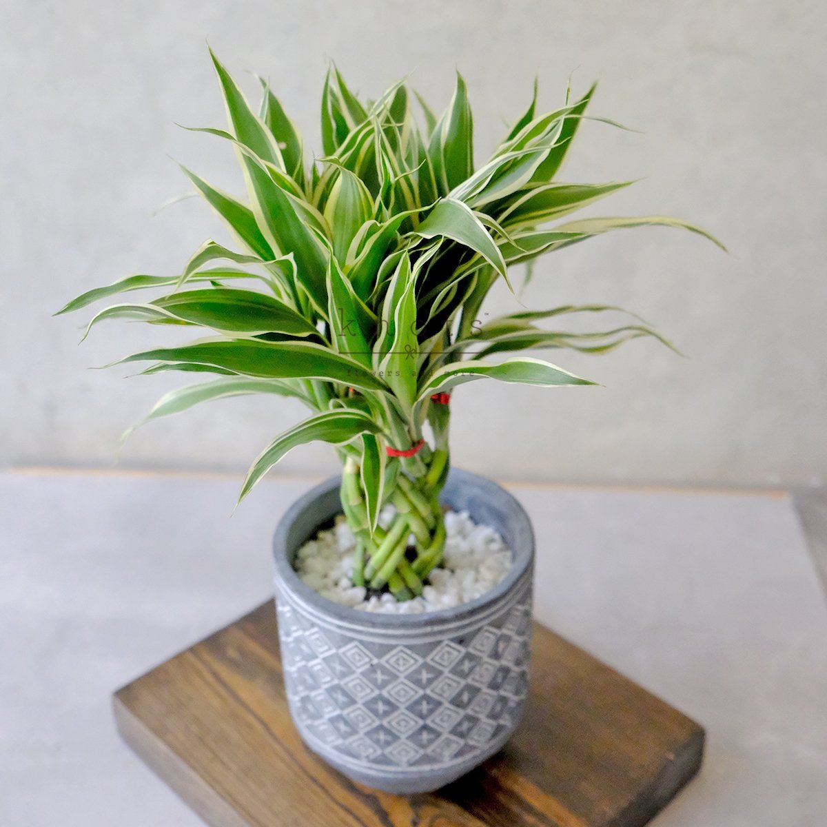 Braided Fortune Plant II