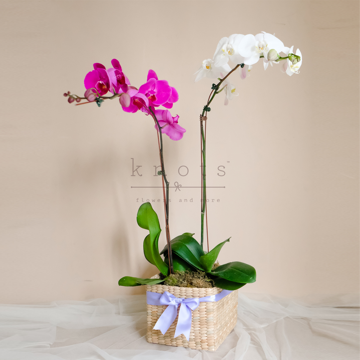 Sweetly Divine (Orchids in a Basket)