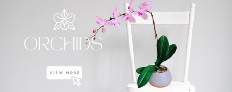 Orchids