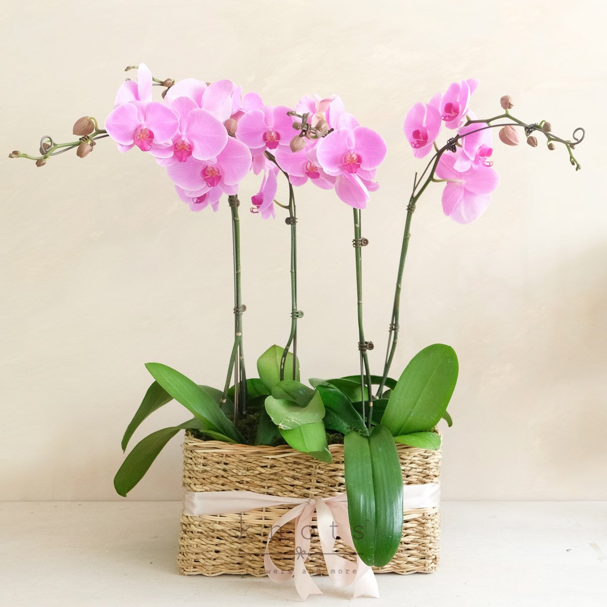 Sweet Sakura (Orchids in Basket)