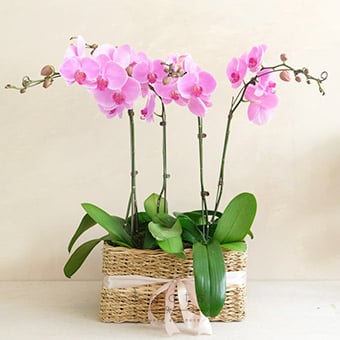 Sweet Sakura (Orchids in Basket)