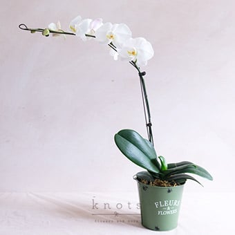Blanca