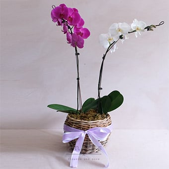 Sweetly Divine (Orchids in a Basket)