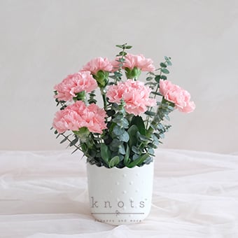 Tender Love & Care (Pink Carnations Arrangement)