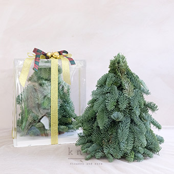 Mini Nobilis Pine Tree (Gift Box)