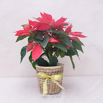 Poinsettia I