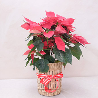 Poinsettia II